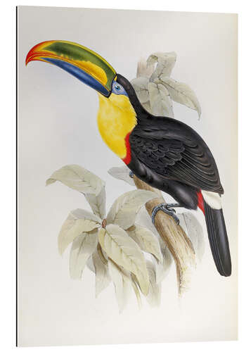 Galleritryk Toucan