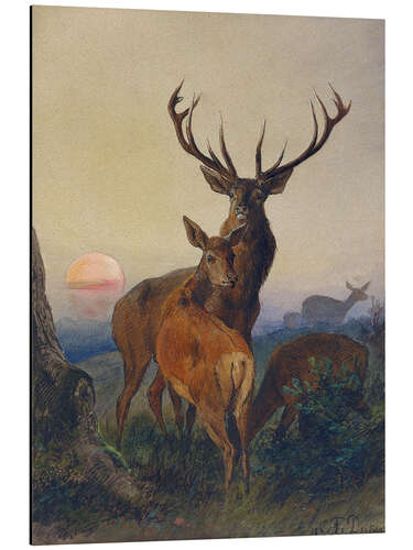 Aluminium print A Stag with Deer at Sunset