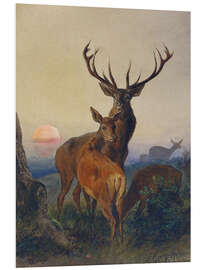 Foam board print A Stag with Deer at Sunset