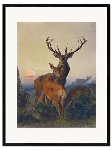 Innrammet kunsttrykk A Stag with Deer at Sunset