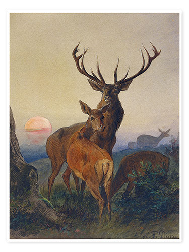 Poster Hirsch und Hirschkuh bei Sonnenuntergang