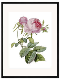 Gerahmter Kunstdruck Rose