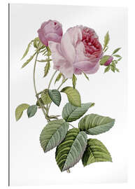 Gallery print Rose