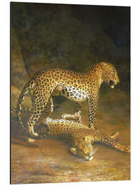 Aluminium print Two Leopards lying in the Exeter Exchange