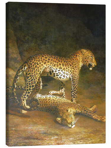 Canvas print Two Leopards lying in the Exeter Exchange