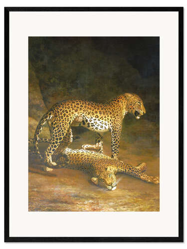 Inramat konsttryck Two Leopards lying in the Exeter Exchange