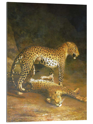 Gallery print Two Leopards lying in the Exeter Exchange