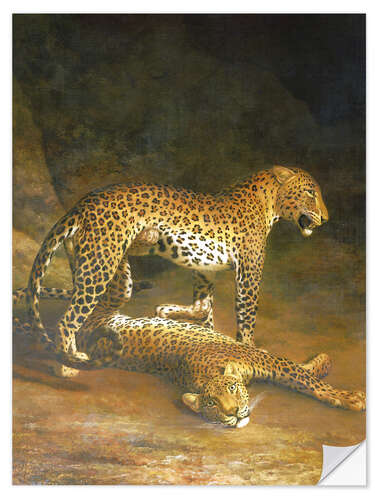 Selvklebende plakat Two Leopards lying in the Exeter Exchange