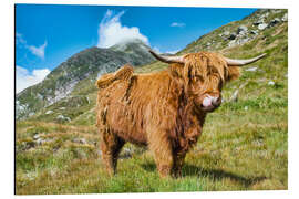 Aluminium print Scottish Highland Cattle