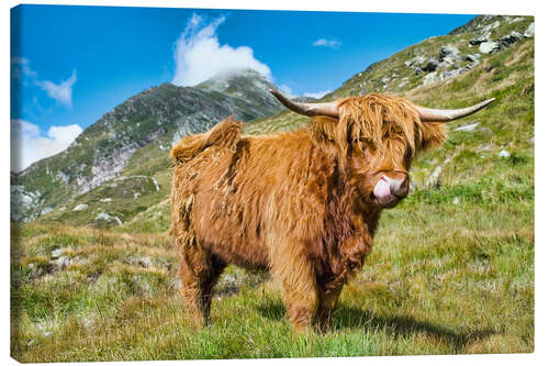 Lerretsbilde Scottish Highland Cattle