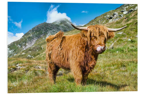 Foam board print Scottish Highland Cattle