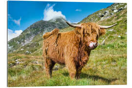 Galleriprint Scottish Highland Cattle