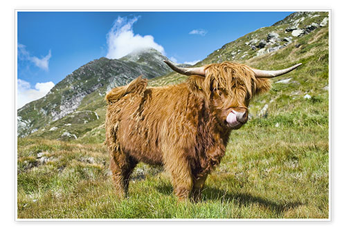 Poster Schottische Highland Kuh