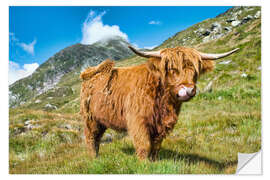 Selvklebende plakat Scottish Highland Cattle