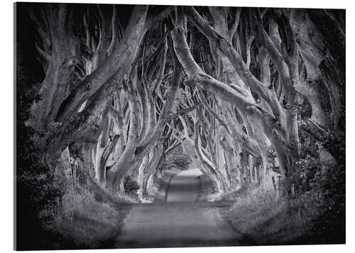 Quadro em acrílico The Dark Hedges