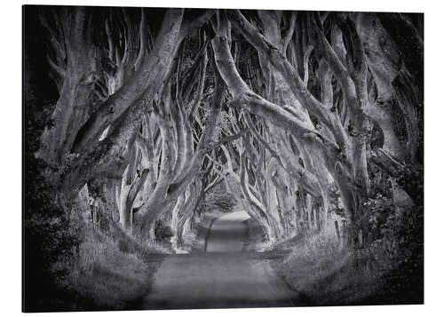 Stampa su alluminio The Dark Hedges