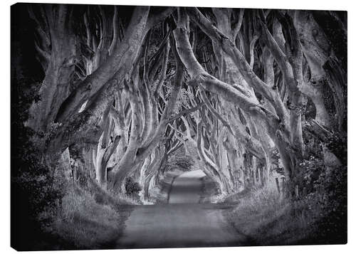 Canvas print The Dark Hedges