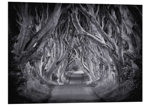 Stampa su PVC The Dark Hedges