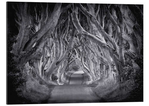 Gallery print The Dark Hedges