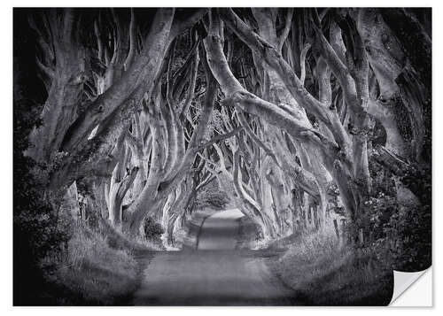 Wandsticker The Dark Hedges