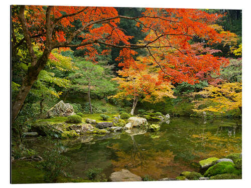 Aluminiumtavla Japanese garden in autumn with red maple tree