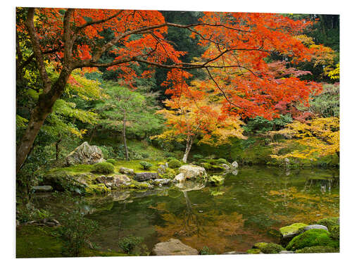 Quadro em PVC Japanese garden in autumn with red maple tree