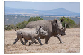 Aluminium print White rhino with baby