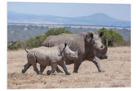 Foam board print White rhino with baby