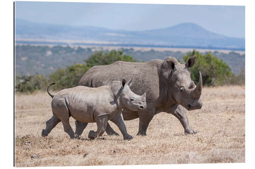 Quadro em plexi-alumínio White rhino with baby