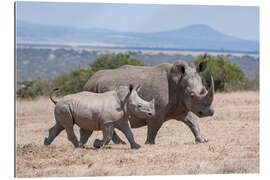 Gallery print White rhino with baby