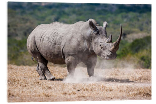 Acrylic print Mad Rhino