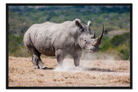 Gerahmter Kunstdruck Wütendes Nashorn