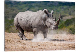 Gallery print Mad Rhino