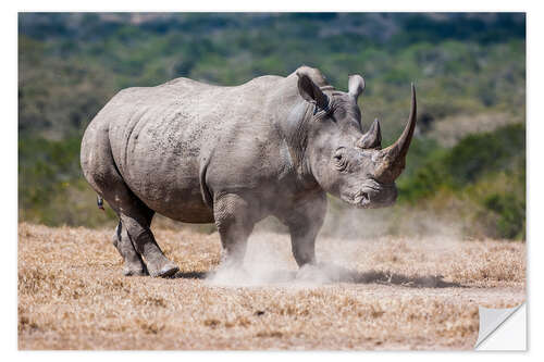 Selvklæbende plakat Mad Rhino