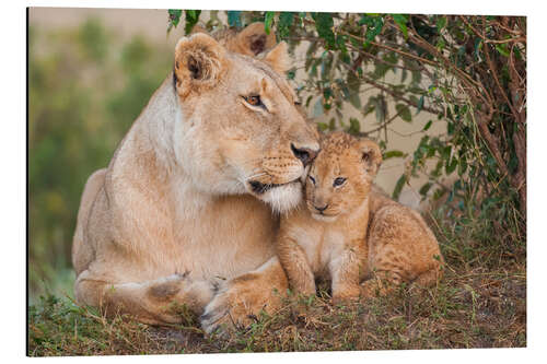 Aluminium print Mother love at the lion