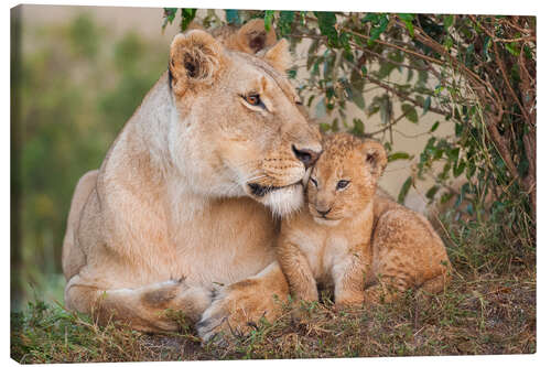 Canvas print Mother love at the lion