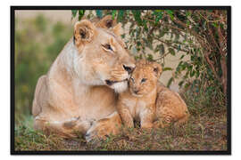 Gerahmter Kunstdruck Mutterliebe bei den Löwen