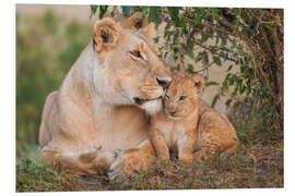 Foam board print Mother love at the lion