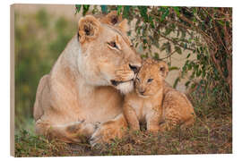 Obraz na drewnie  Mother love at the lion - Ingo Gerlach