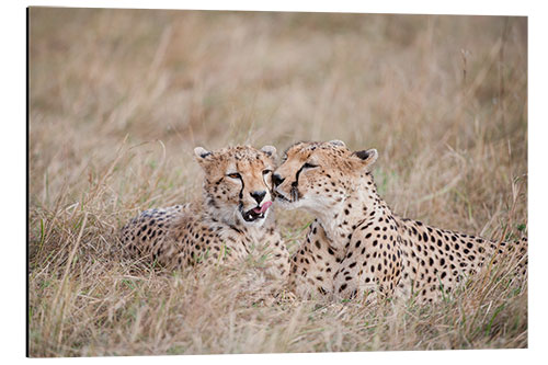 Tableau en aluminium Câlin de guépard