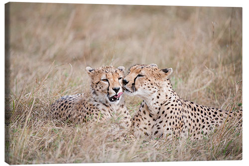 Canvas print cuddling cheetahs