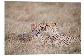 Quadro em PVC cuddling cheetahs