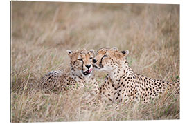 Gallery print cuddling cheetahs