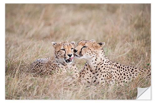 Vinilo para la pared cuddling cheetahs