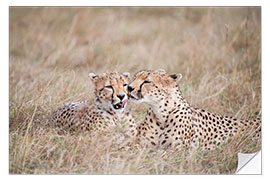 Vinilo para la pared cuddling cheetahs