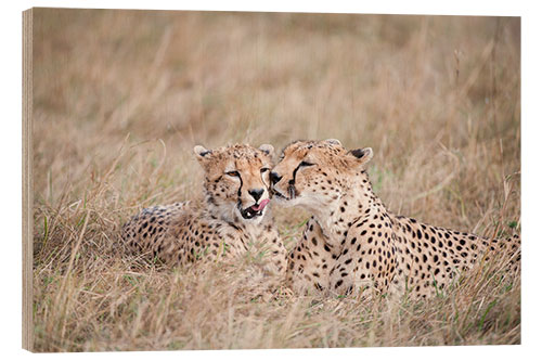 Wood print cuddling cheetahs