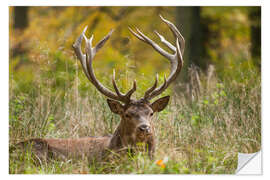 Naklejka na ścianę Capital red deer