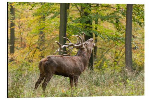 Tableau en aluminium Le brame du cerf