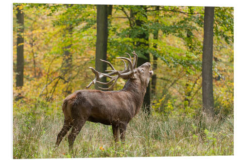 Foam board print The call of the deer