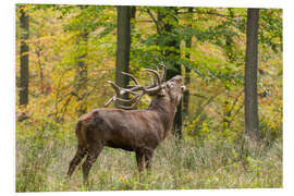 Foam board print The call of the deer